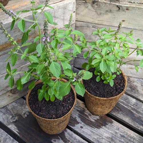 Green Holy Basil tulsi Plant Seeds herb seeds - terrace planting, organic garden seeds
