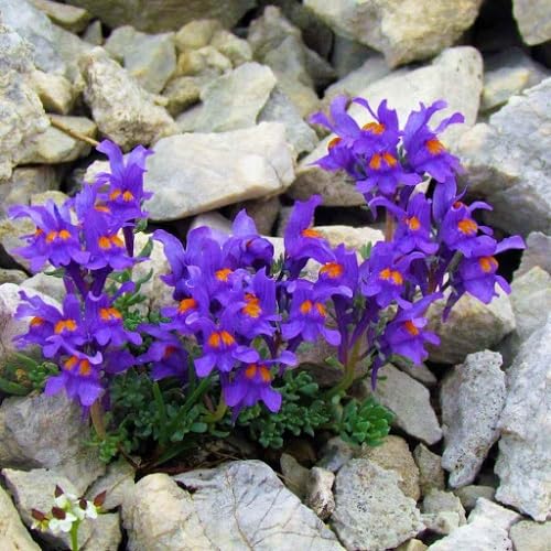 Violet Linaria Alpina Flower Seeds