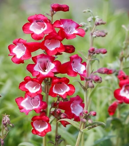 Red White Penstemon Flower Seeds
