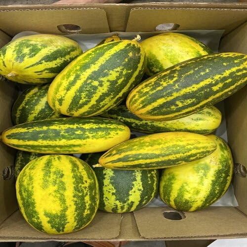 Green Yellow Cucumber vegetable seeds - Heirloom, Organic, Non Gmo Garden Seeds for kitchen garden planting