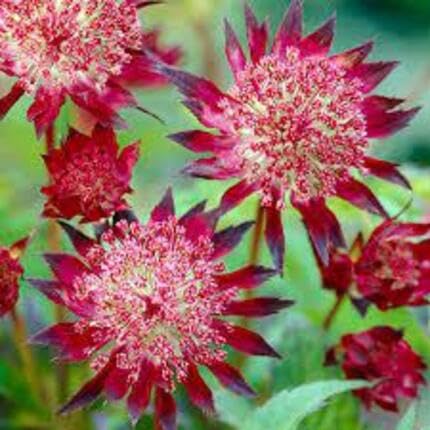 Red Astrantia Flower Seeds