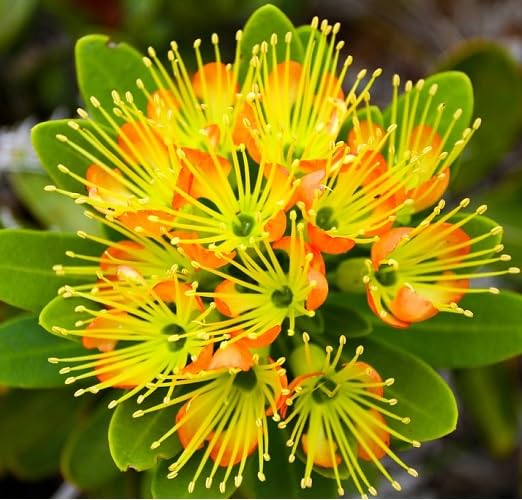 Red xanthostemon aurantiacus Flower Seeds