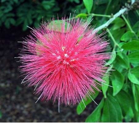 Calliandra Flower Seeds