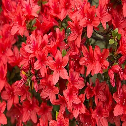 Red Azalea Flower Seeds