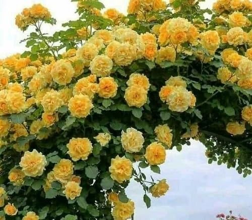 Yellow Climbing Rose Plants Seeds
