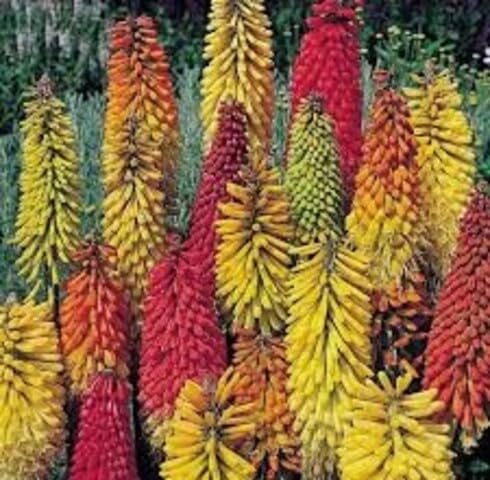 Mixed kniphia Flower Seeds