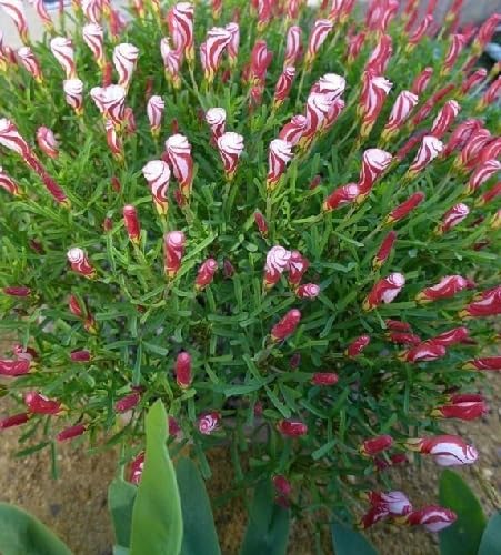 Red White Oxalis Corymbosa Flower Seeds