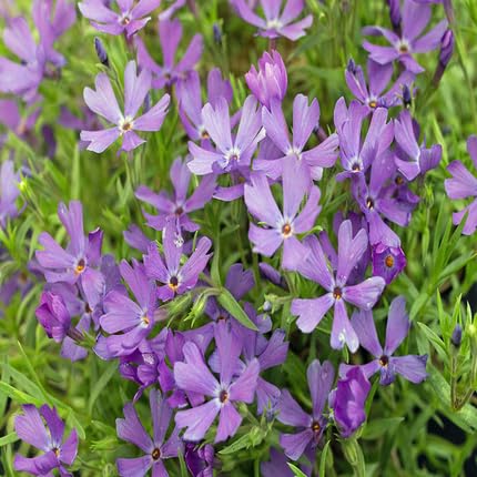 Violet Color Phlox Flower Seeds