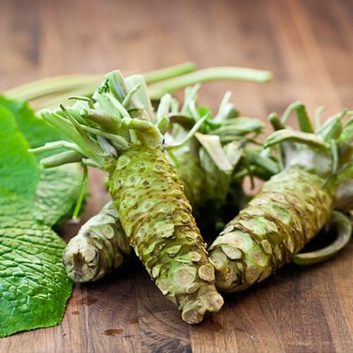Green Wasabia Vegetables Seeds. vegetable seeds - Heirloom, Organic, Non Gmo Garden Seeds for kitchen garden planting