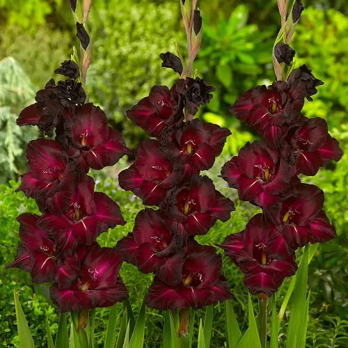 Maroon Geranium Pelargonium Flower Seeds