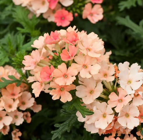 Orange Verbena Flower Seeds
