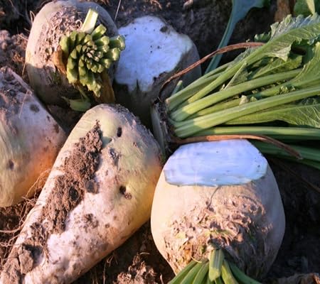 sugar beet vegetable seeds
