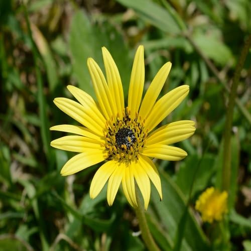Yellow Arctotis Flower Seeds