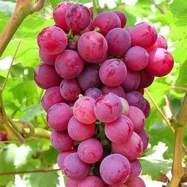 Miniature Grape Dark Pink Color Fruit Seeds