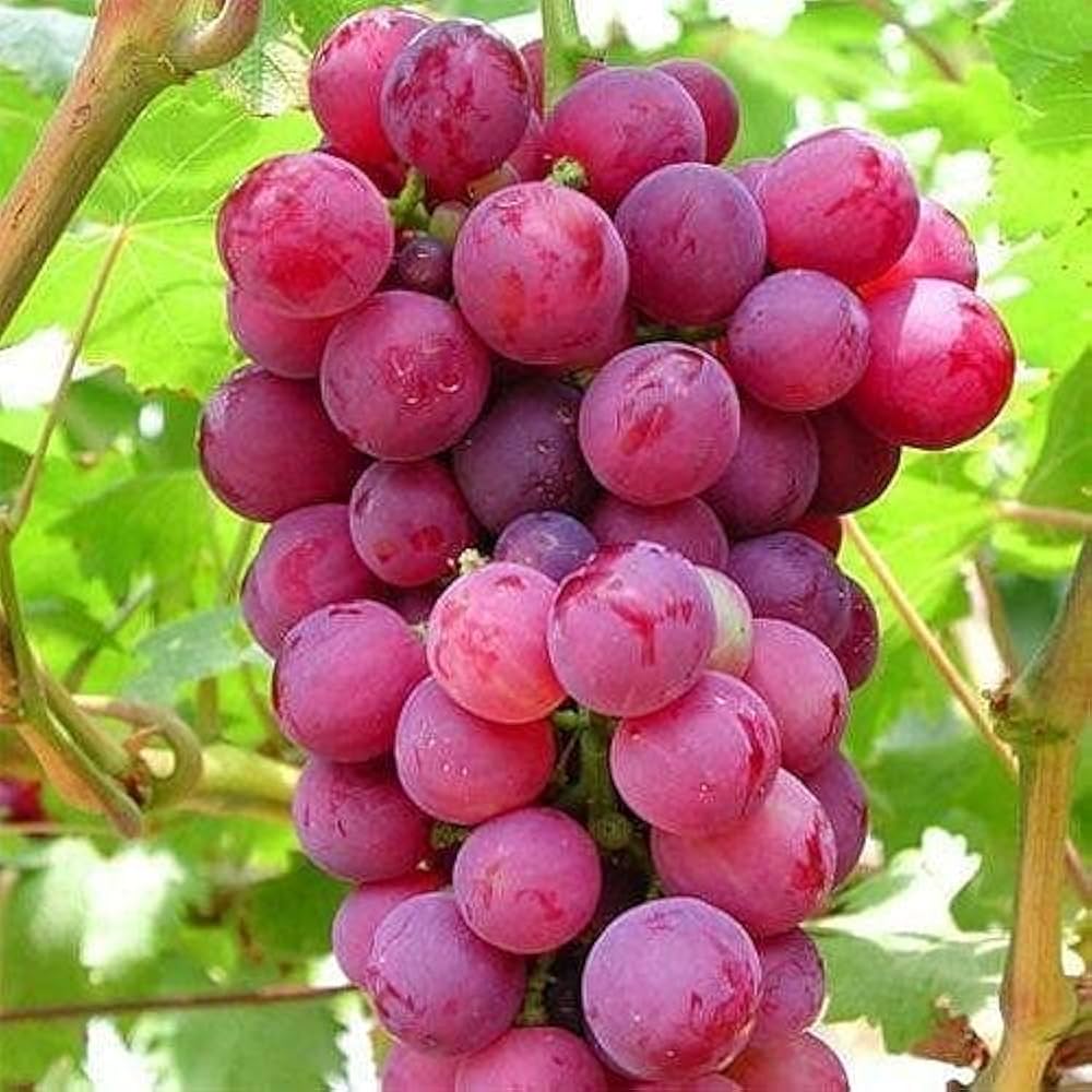 Grape Fruit Variety For Gardeners For Landscape Gardening Reliable Fruit Seeds