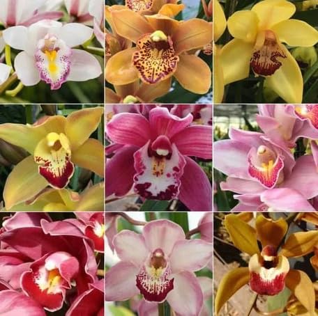 Mixed cymbidium Flower Seeds