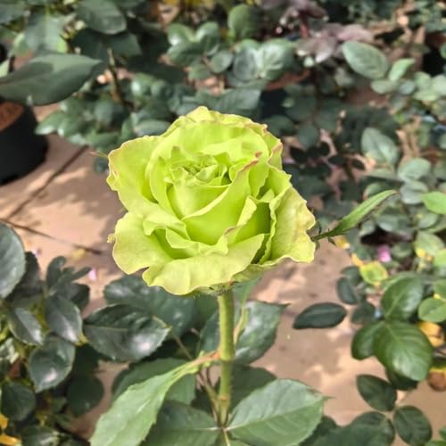 Green Giant Rose Flower Seeds
