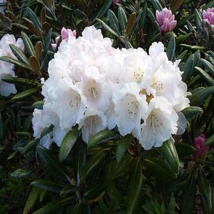 Rhododendron Flower Seeds