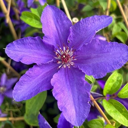 Violet Clematis Flower Seeds
