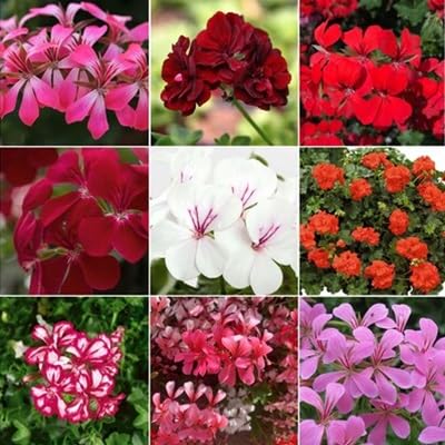 Geranium Flower Seeds