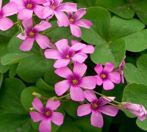 Oxalis Flower Seed
