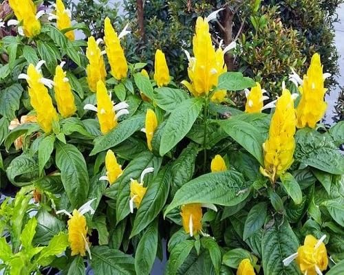 Yellow Shrimp Flower Seeds