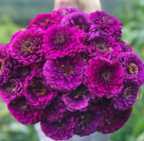 Purple Zinnia elegans Flower Seeds