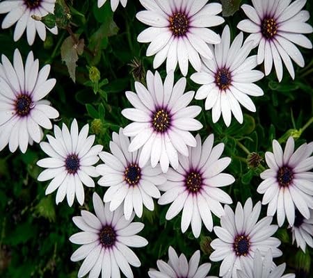 white dimorphothica flower seeds