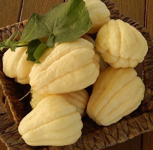 White Chayote vegetable seeds - Heirloom, Organic, Non Gmo Garden Seeds for kitchen garden planting