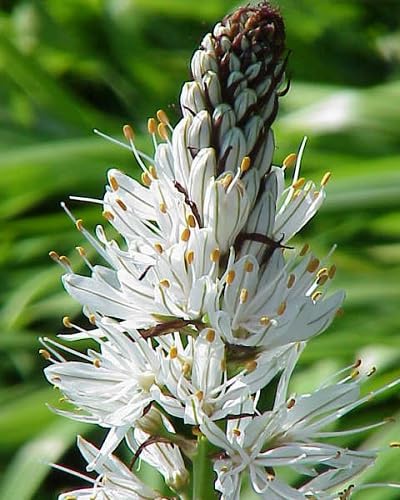 white asphodelus flower seeds