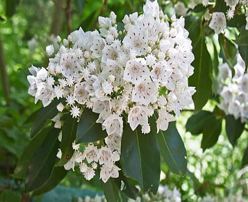 White Laurel Flower Seeds