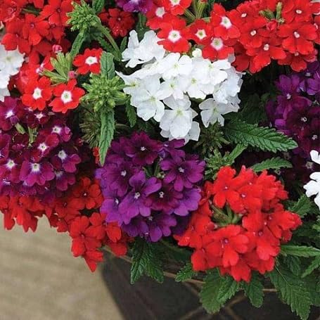White Verbena Flower Seeds