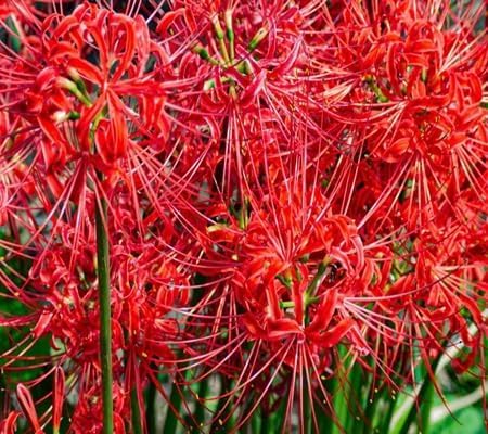 Lycoris Radiata Flower Seeds
