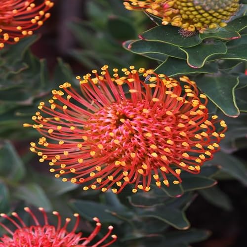 Orange Pincushion Flower Seeds