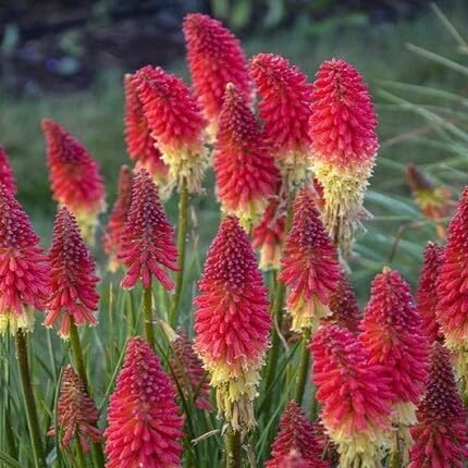 Red Kniphia Flower Seeds