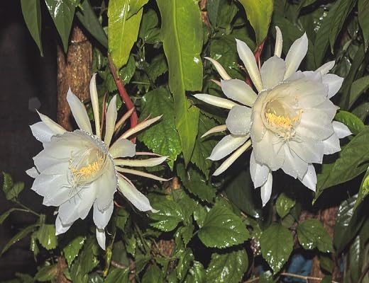 Fersh Epiphyllum Flower Seeds