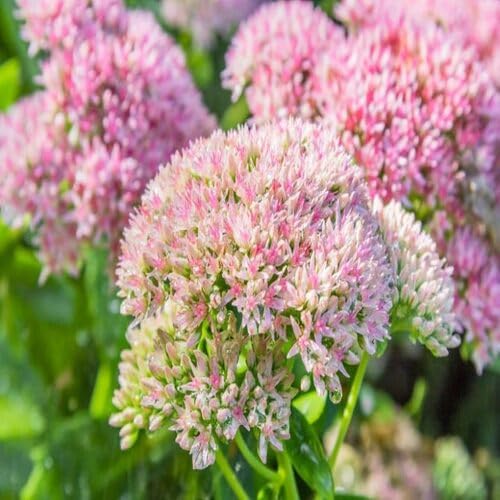 Sedum Flower Seeds
