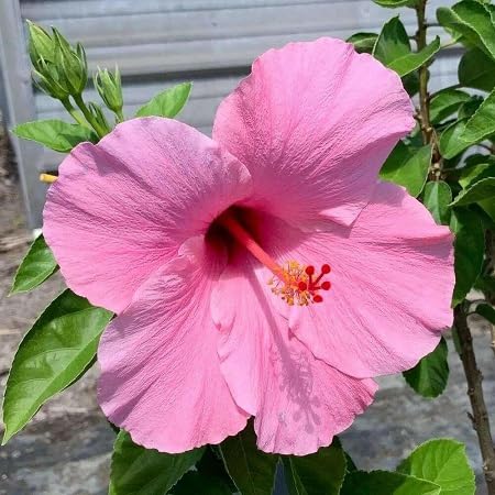 Pink Hibiscus Flower Seeds for Planting Heirloom Non-GMO High Germination Organic Garden Seeds for Colorful Blooms -