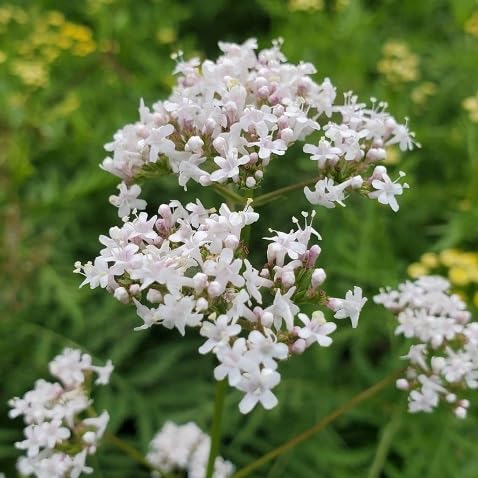 Valerian Flower Seeds