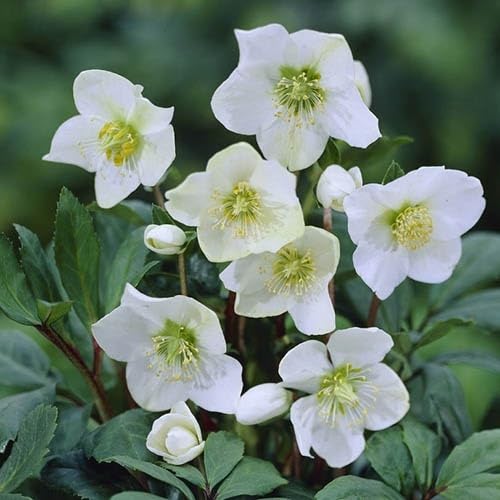 White Helleborus Flower Seeds