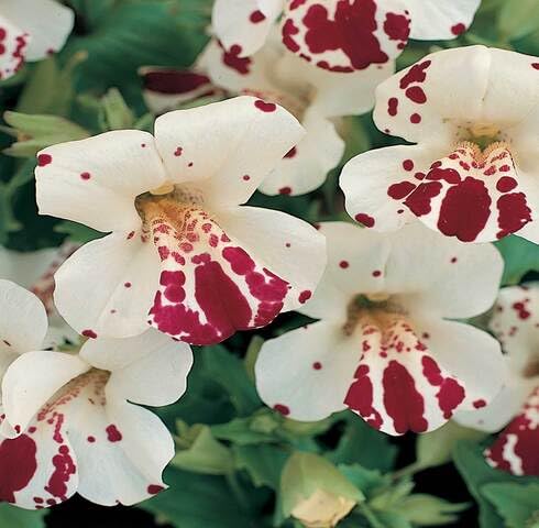 White Mimulus Tigrinus Flower Seeds