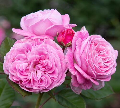 Pink Floribunda Flower Seeds