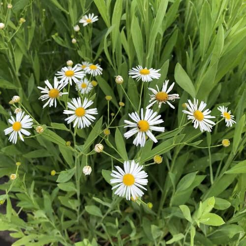 Aster BOLTONIA Flower Seeds