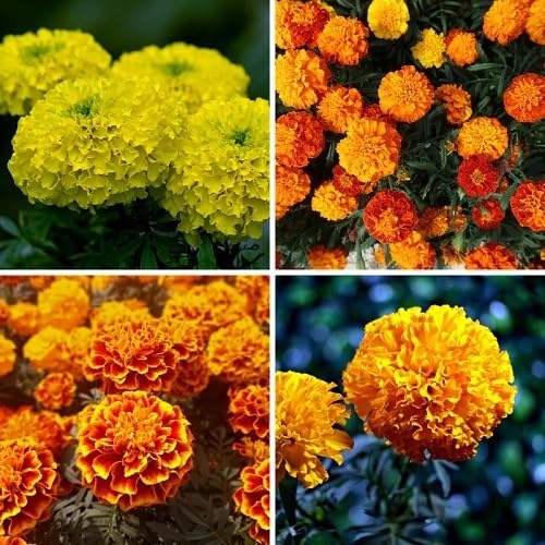 Mixed Marigold Flower Seeds Heirloom Non-GMO High Germination Organic Garden Seeds Seeds for Planting Colorful Blooms