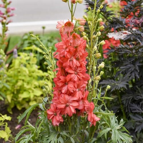 red delphinium flower seeds.