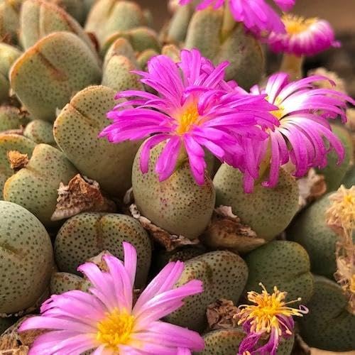 Purple Conophytum Flower Seeds