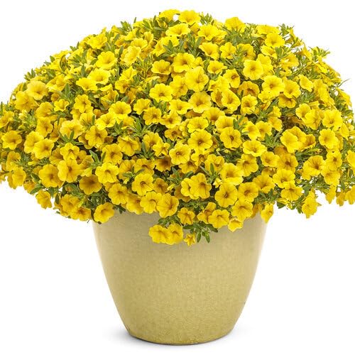 Yellow Calibrocha Flower Seeds