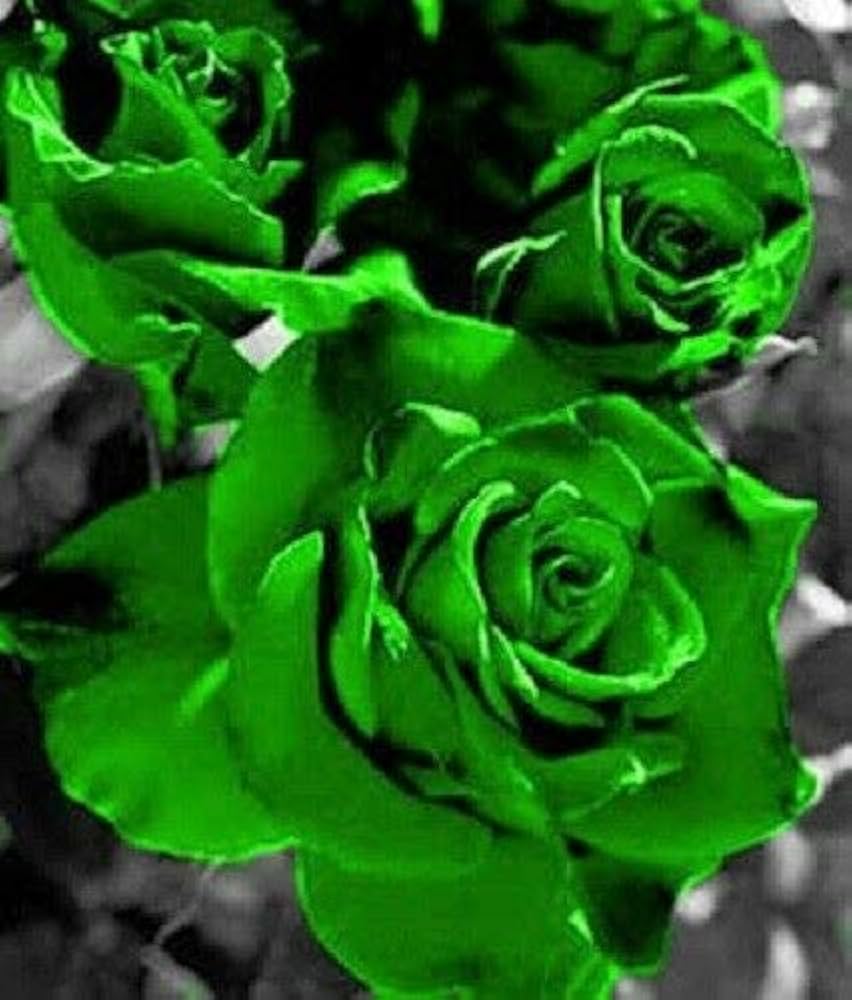 green roses flower bed garden Fruit Seeds