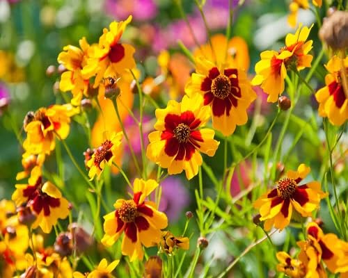Mixed Coreopsis Flower Seeds