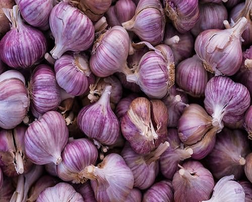 Purple Bonsai Garlic vegetable seeds - Heirloom, Organic, Non Gmo Garden Seeds for kitchen garden planting